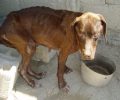 Κεφαλλονιά: Οι τουρίστες βρήκαν τα σκυλιά που βασανίζει ο συλλέκτης στα Δελλαπορτάτα